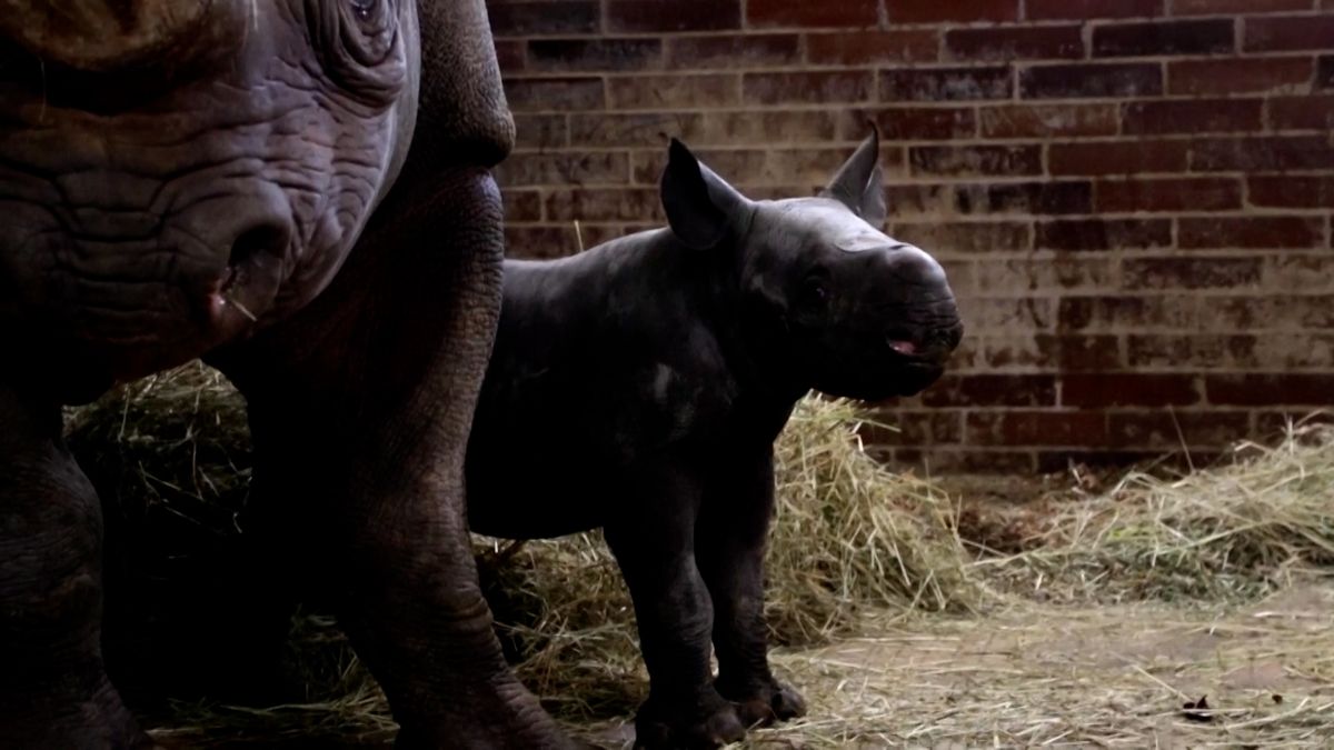Světový úspěch. Ve Dvoře Králové se narodilo mládě vzácného nosorožce, za rok už třetí